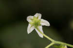 West Indian nightshade